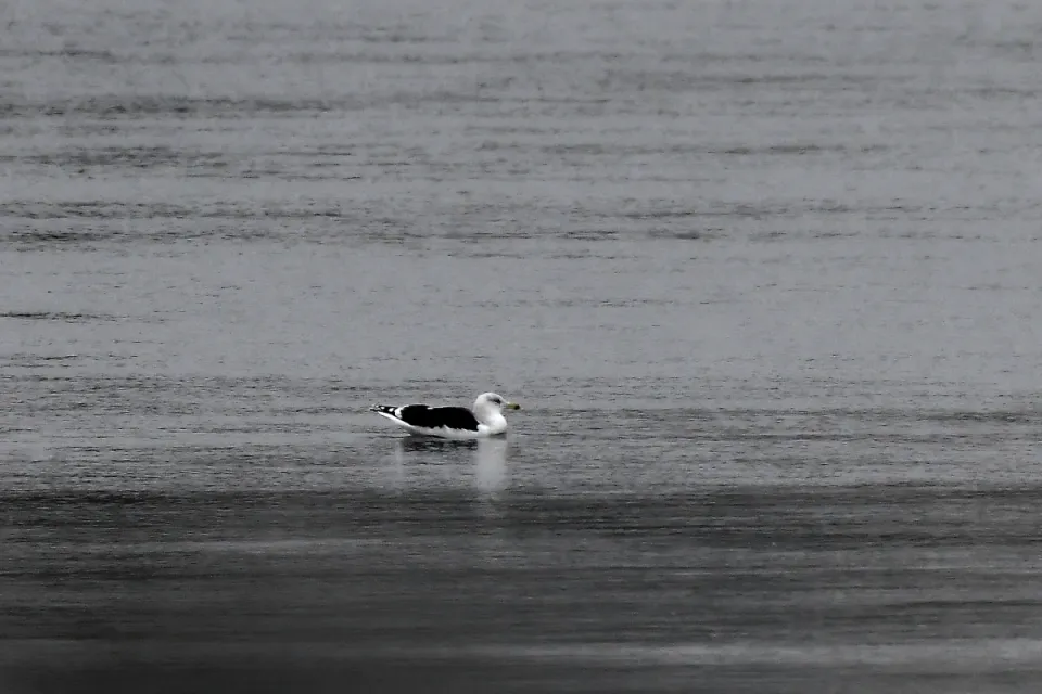 Larus marinus