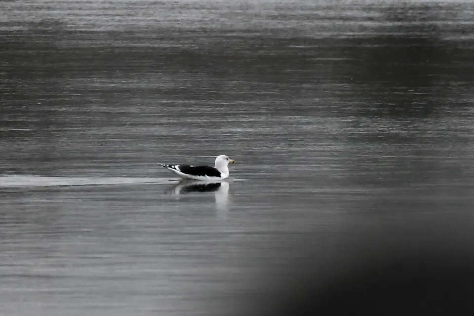 Larus marinus
