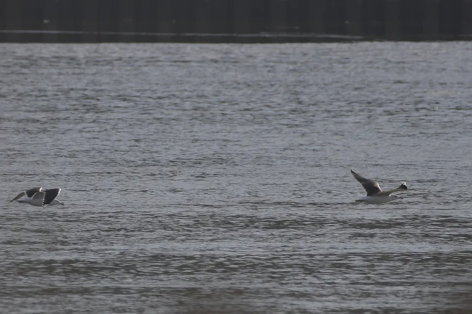 Larus marinus