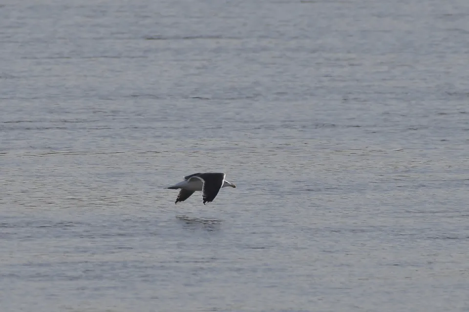 Larus marinus