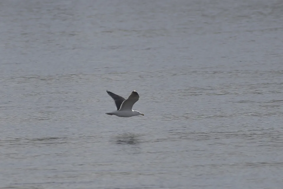 Larus marinus