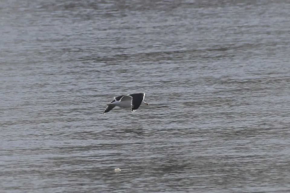 Larus marinus
