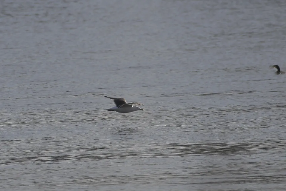 Larus marinus