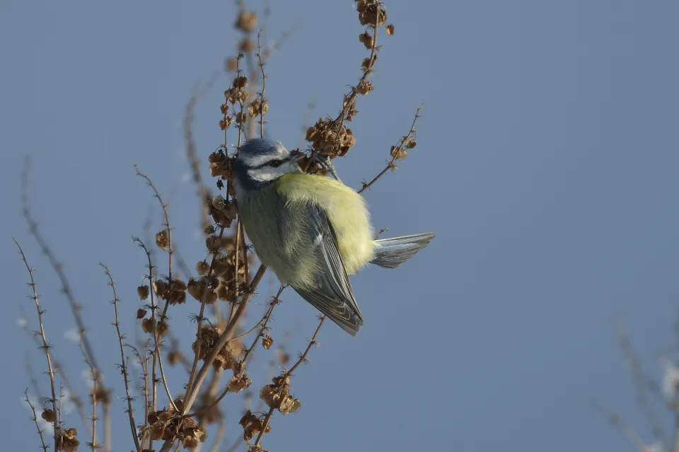 Parus caeruleus