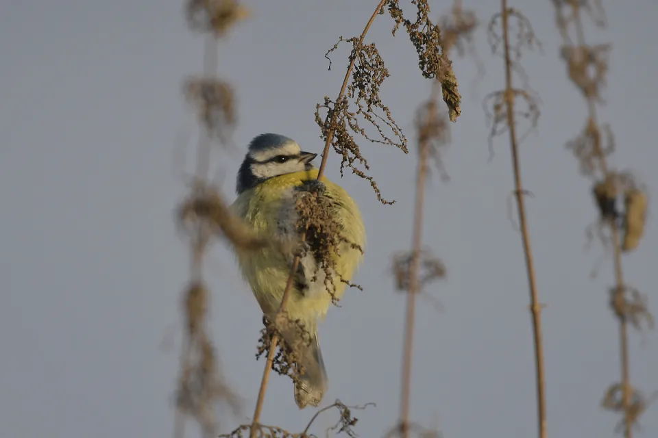 Parus caeruleus