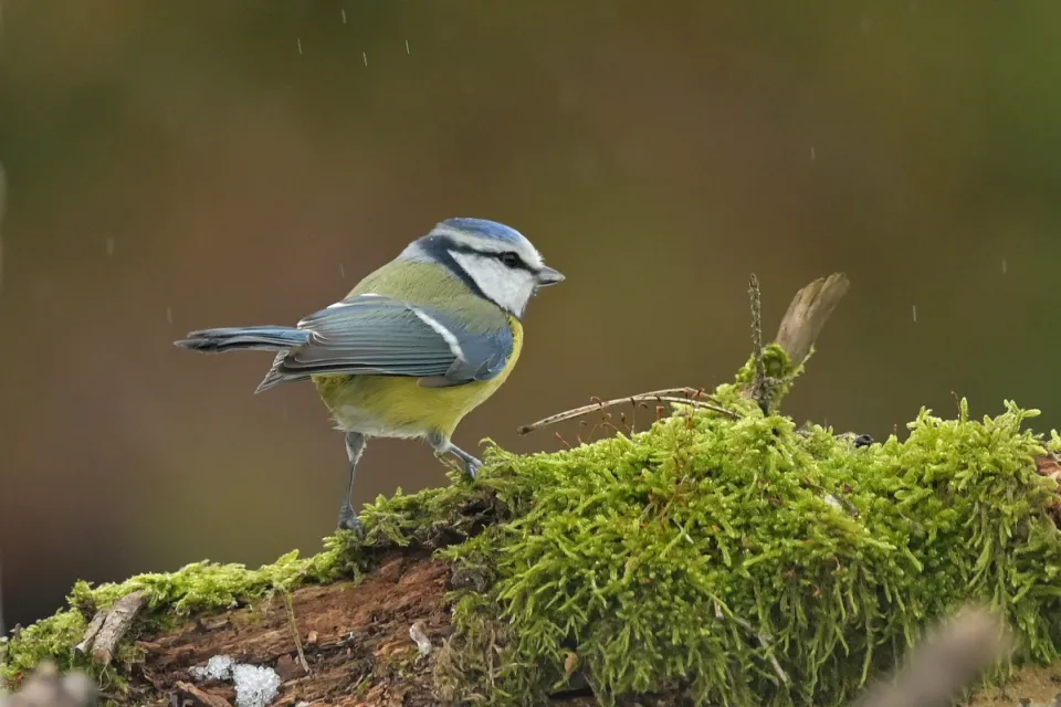 Parus caeruleus