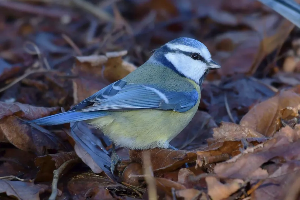 Parus caeruleus