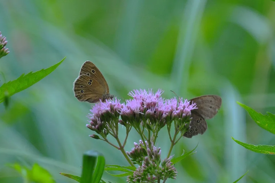 Butterflys