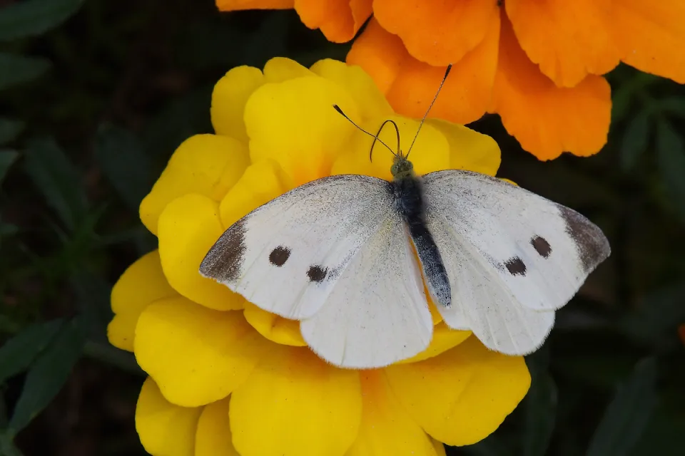 Pieris brassicae