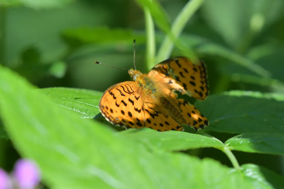 Motyle