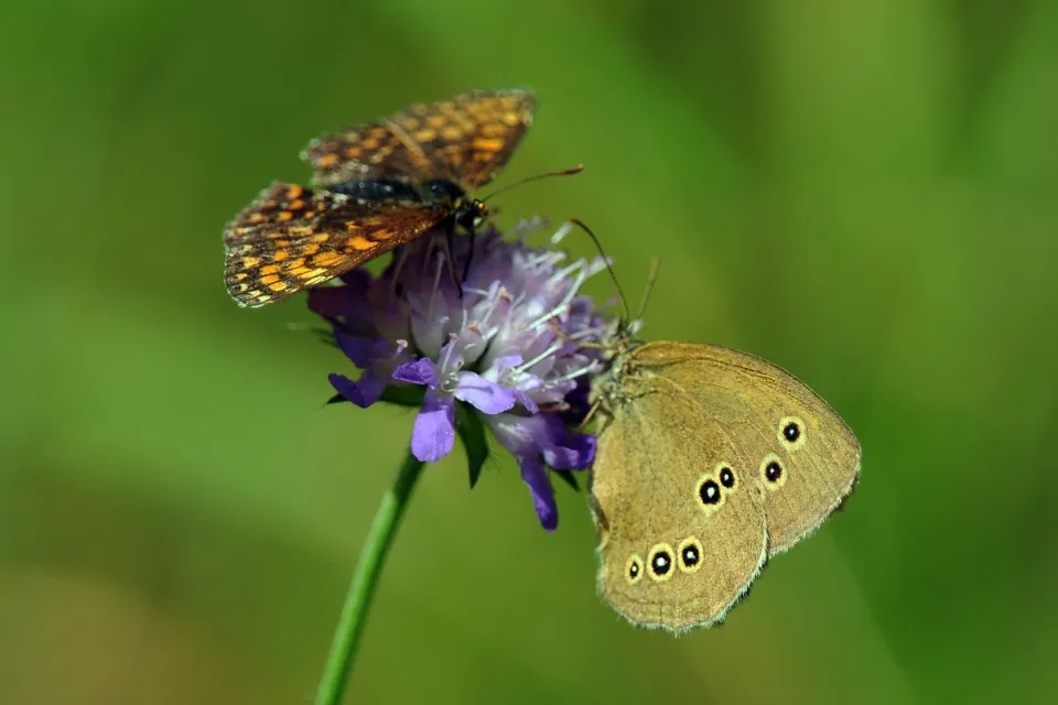 Butterflys