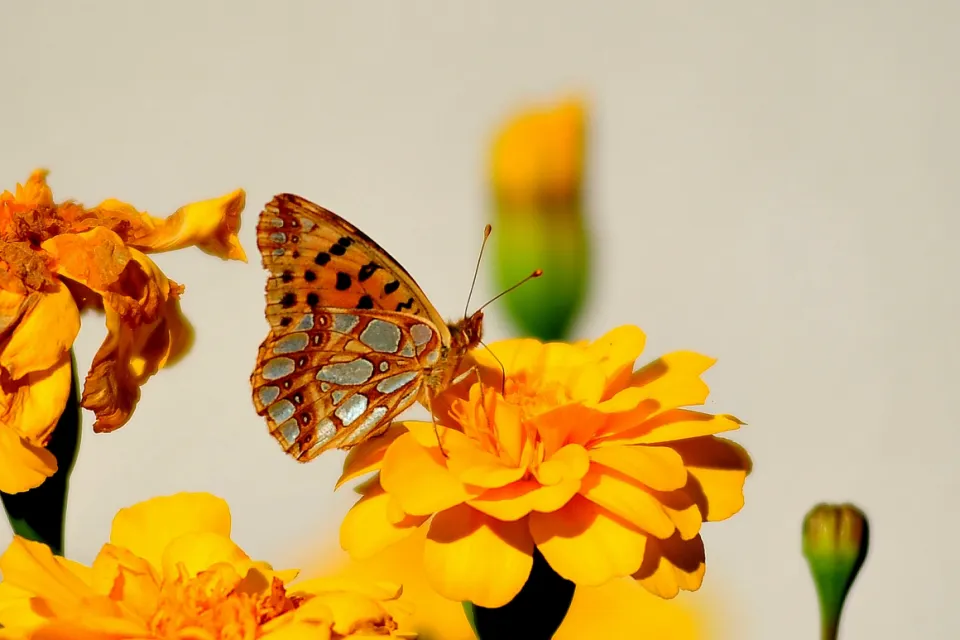 Dostojka latonia