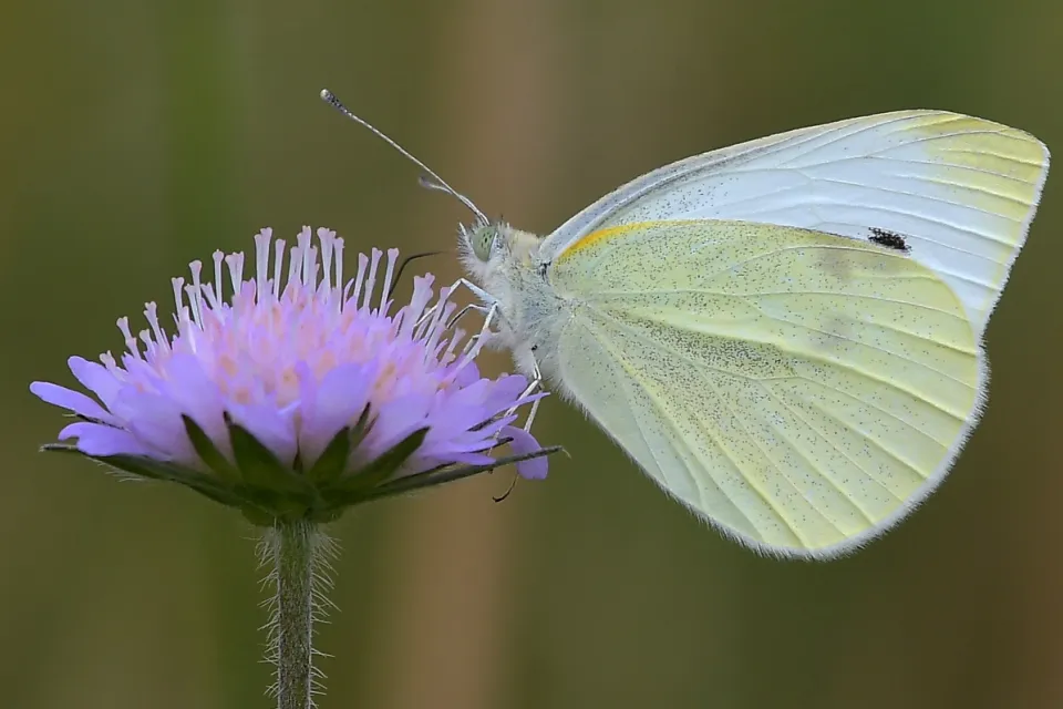 Butterflys