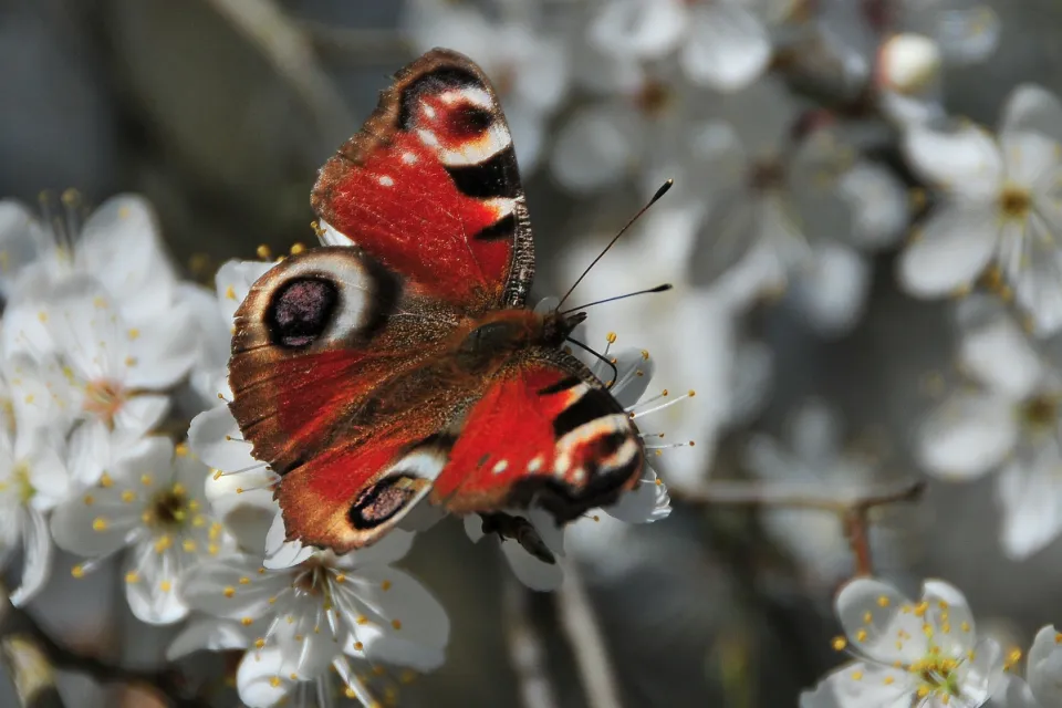 Butterflys