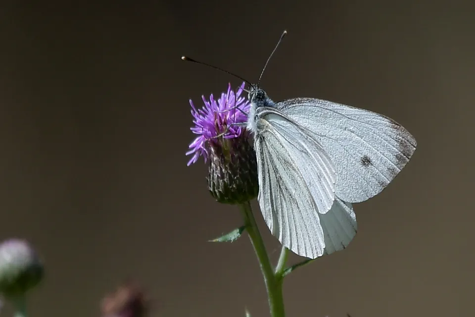 Butterflys