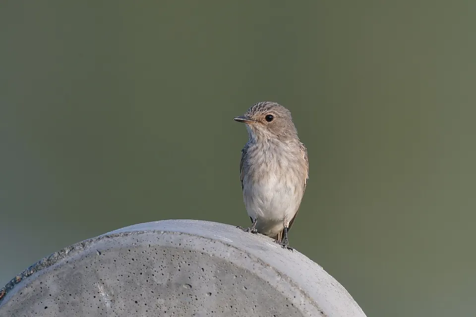 Muscicapa striata