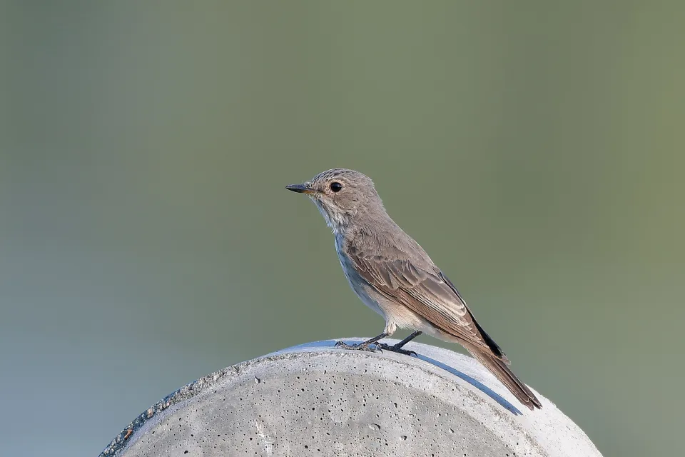 Muscicapa striata