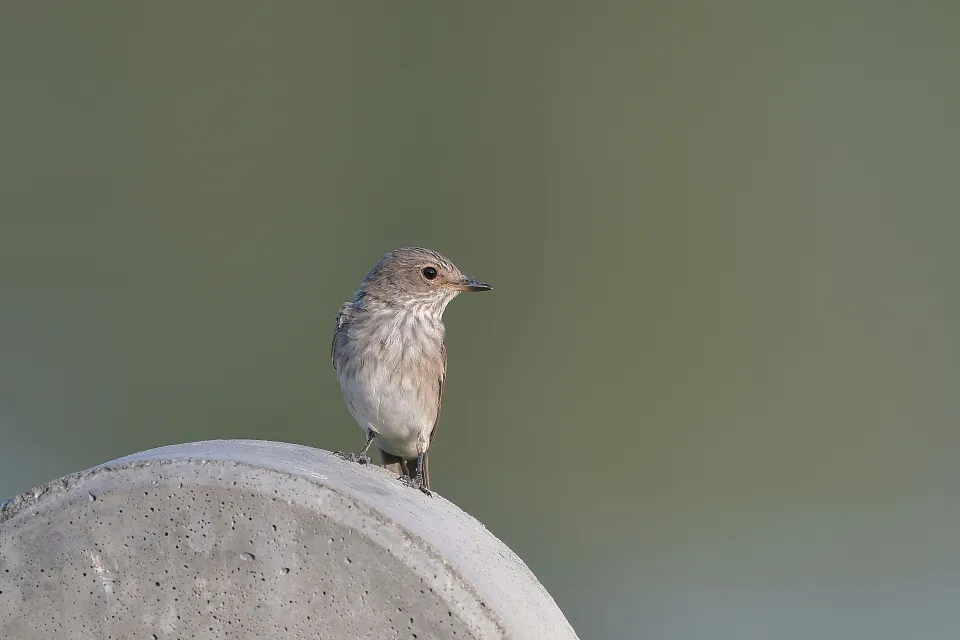 Muscicapa striata