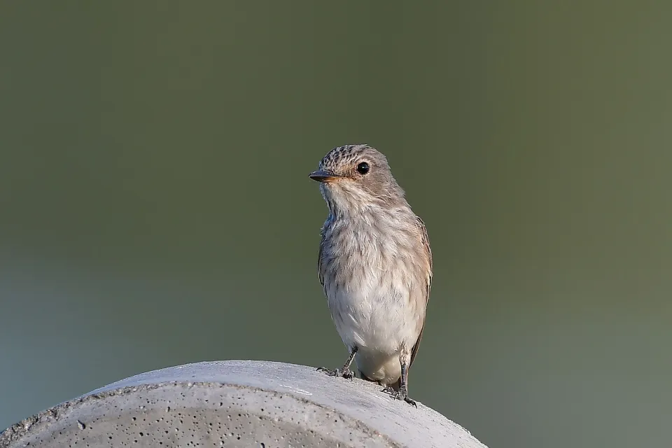 Muscicapa striata