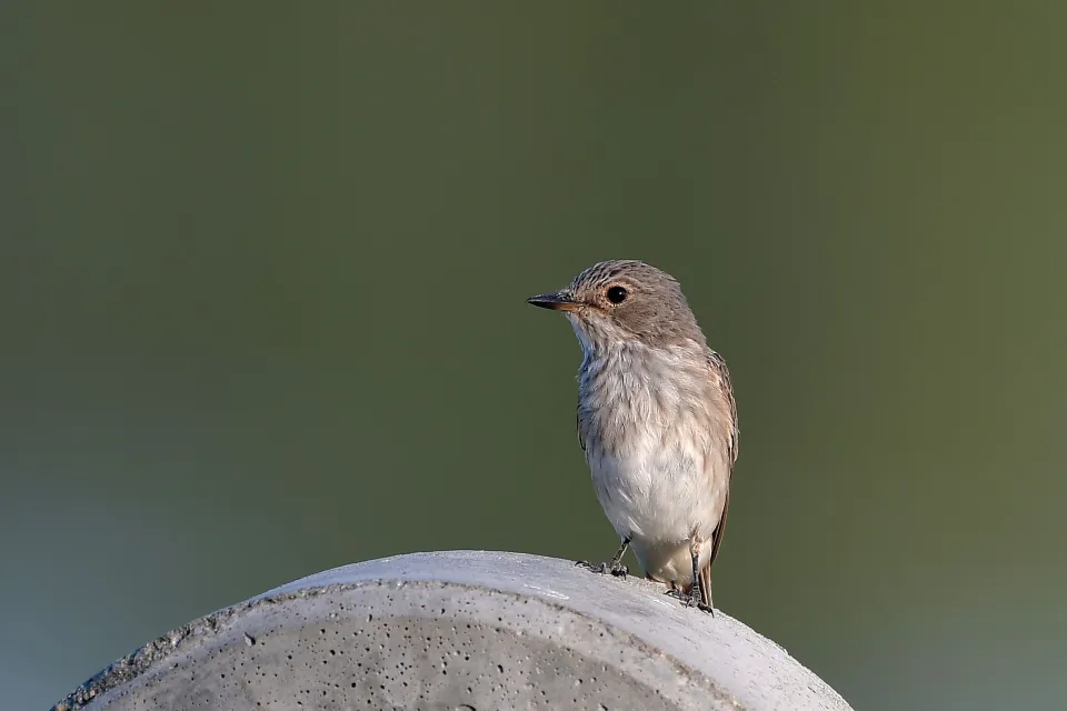 Muscicapa striata