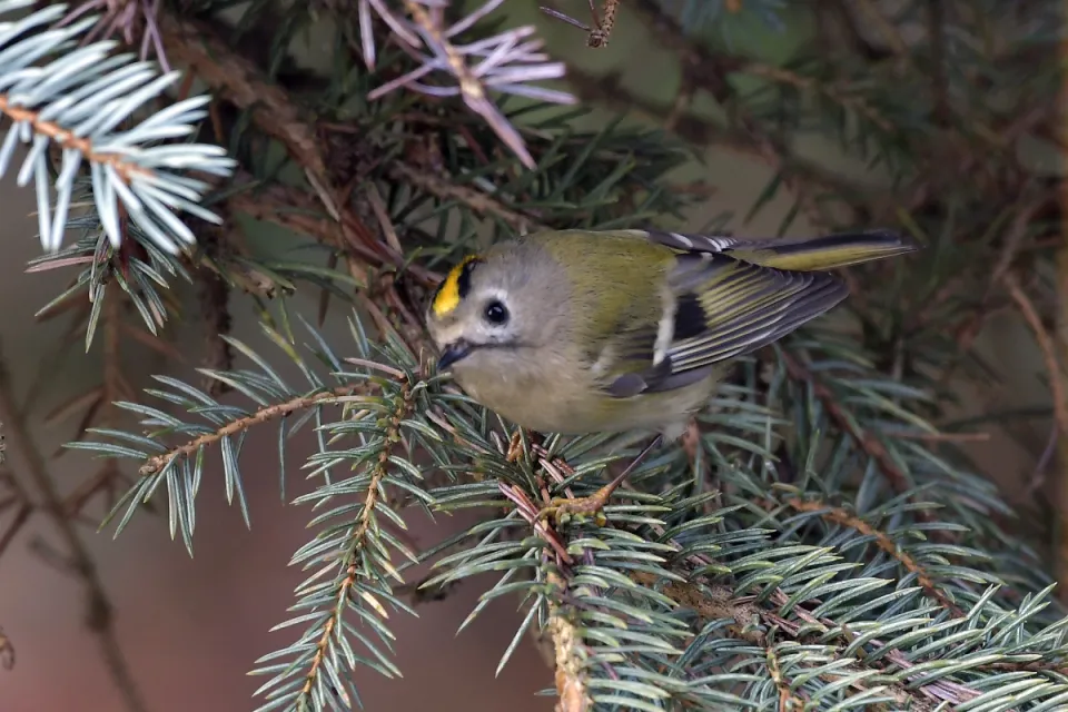 Regulus regulus