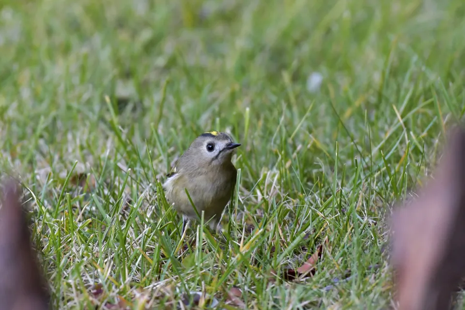 Regulus regulus