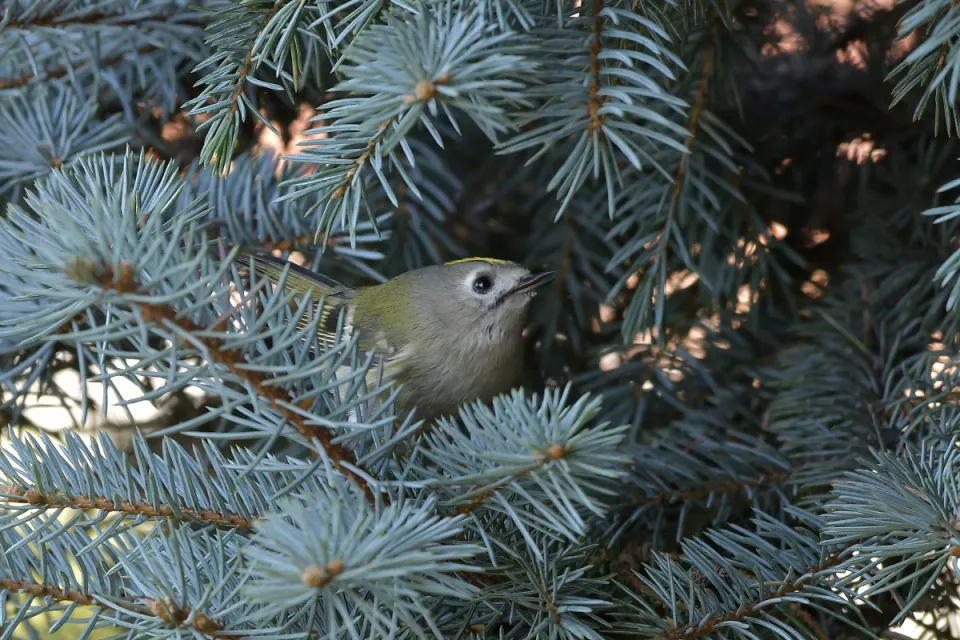 Regulus regulus