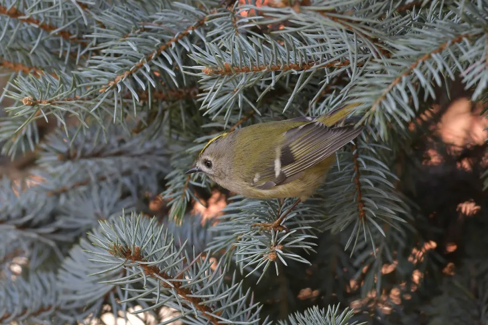 Regulus regulus