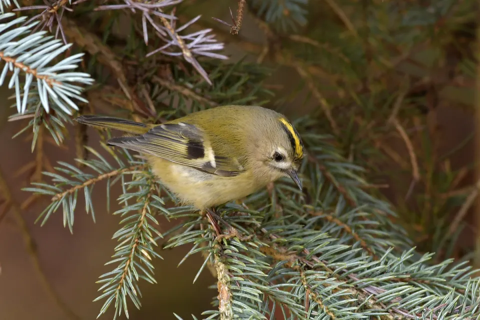 Regulus regulus