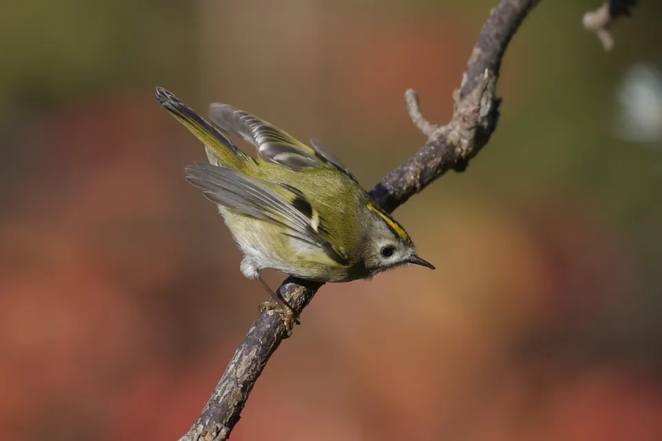 Regulus regulus