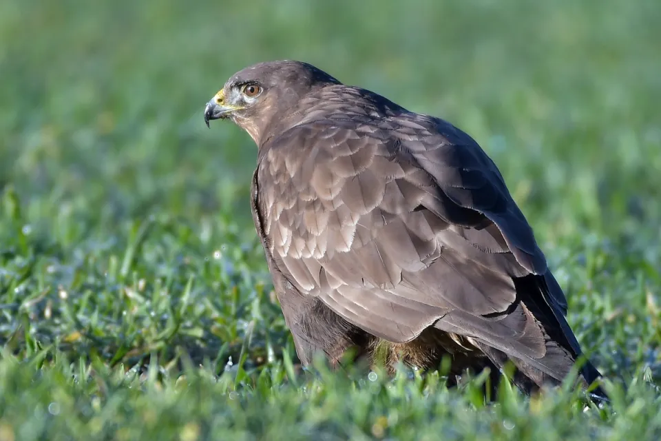 Buteo buteo