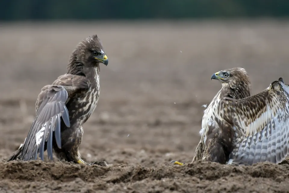 Buteo buteo