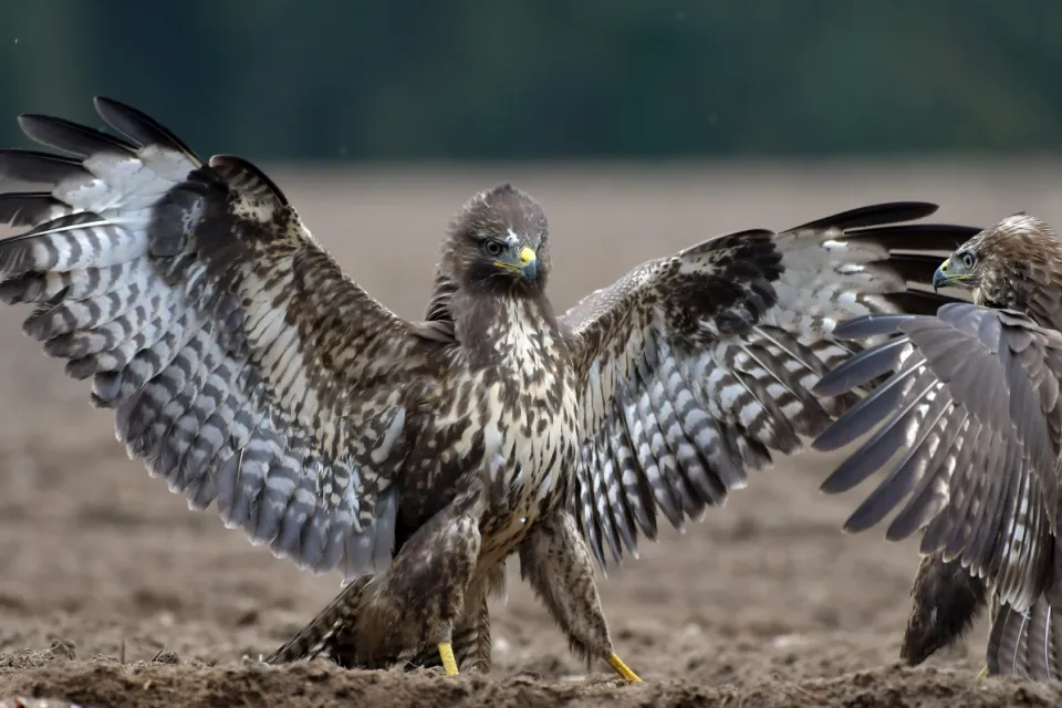 Buteo buteo