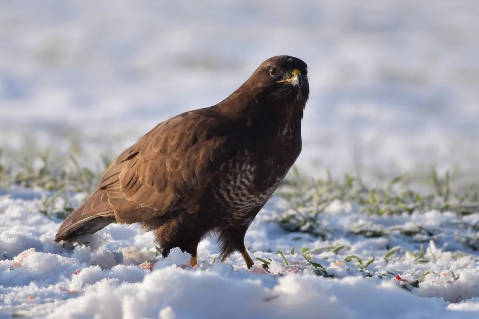 Buteo buteo