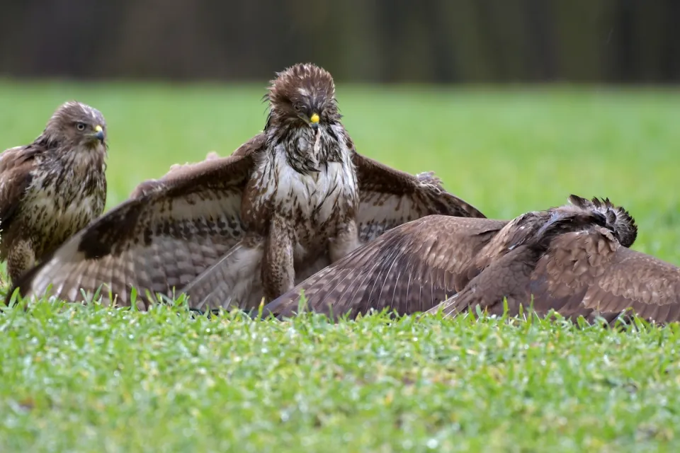 Buteo buteo