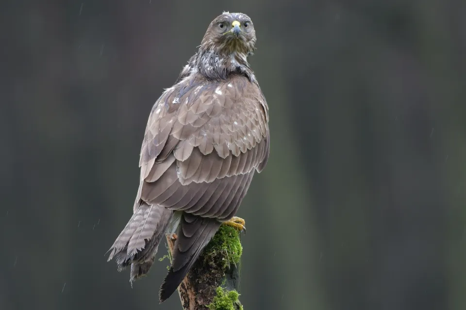 Buteo buteo