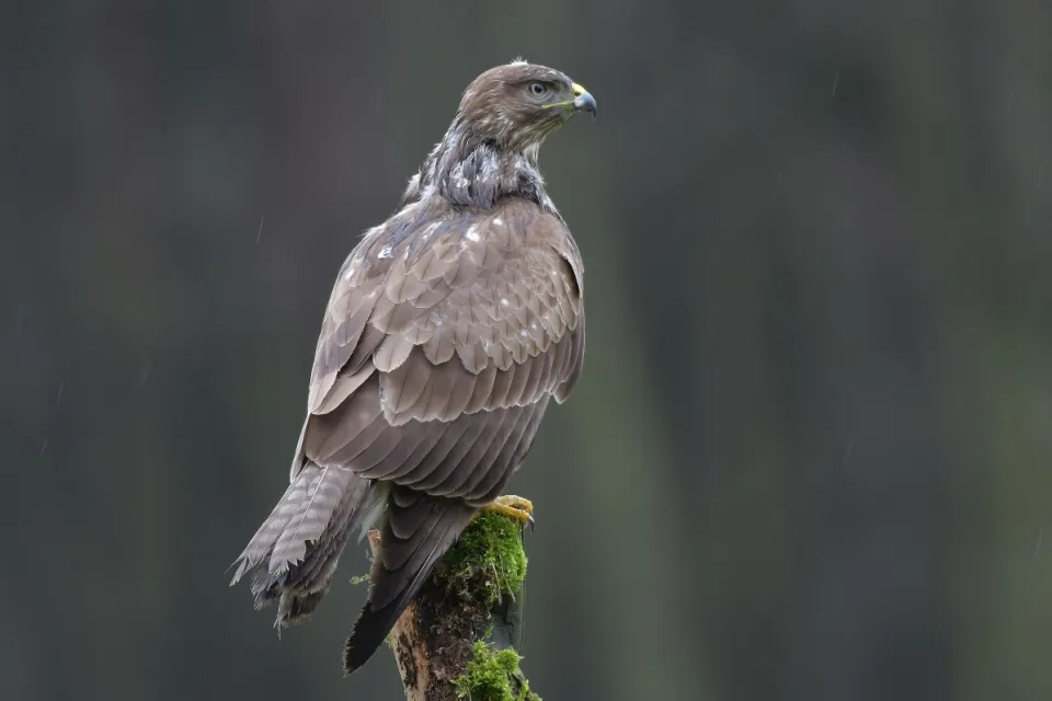 Buteo buteo