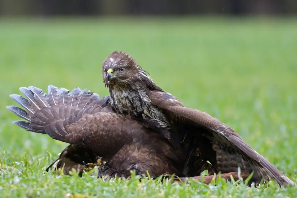 Buteo buteo