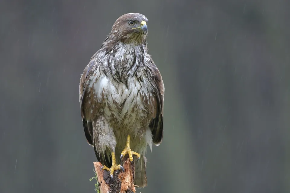Buteo buteo