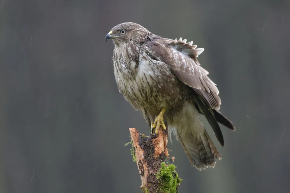 Buteo buteo