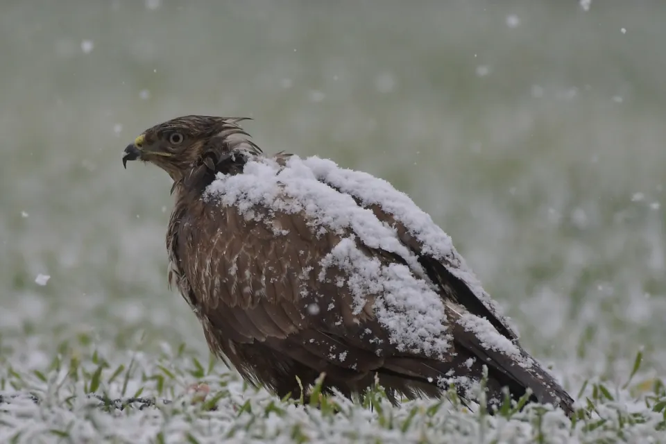 Buteo buteo