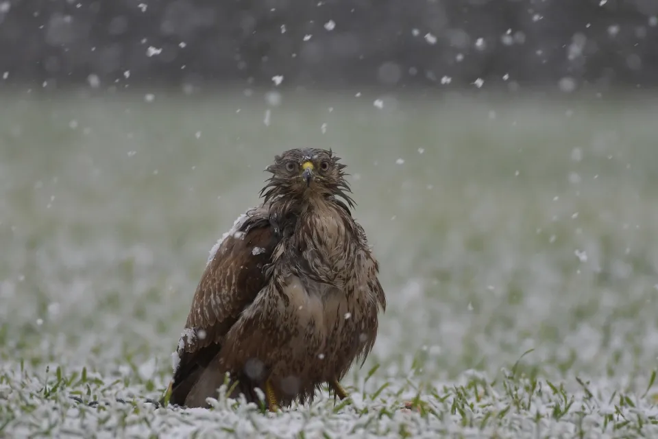 Buteo buteo