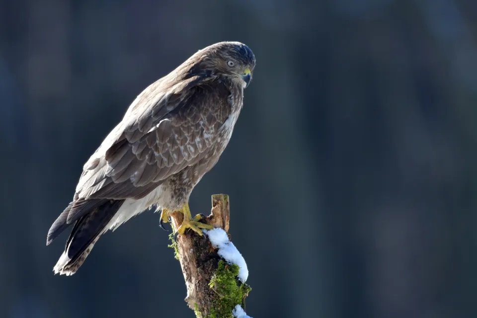 Buteo buteo
