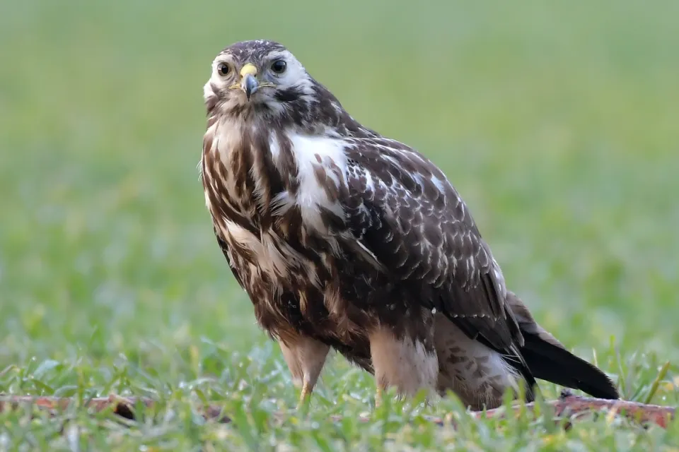 Buteo buteo