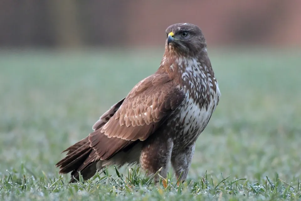 Buteo buteo