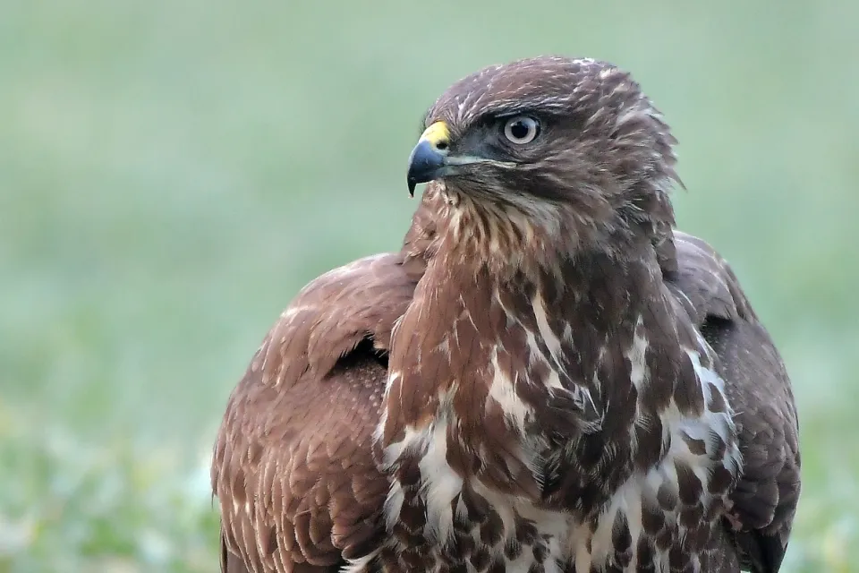 Buteo buteo