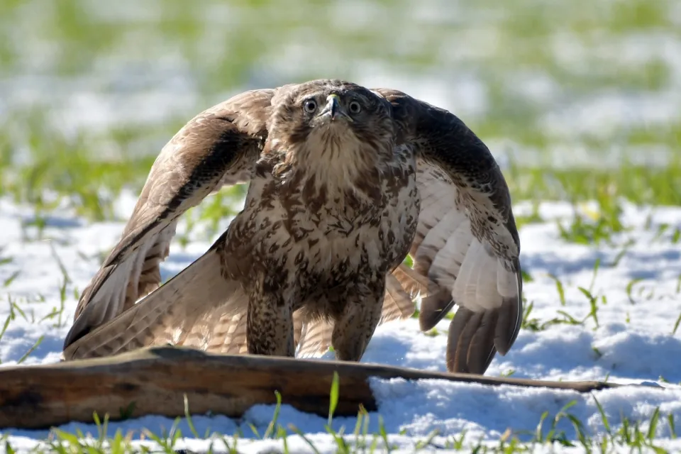 Buteo buteo