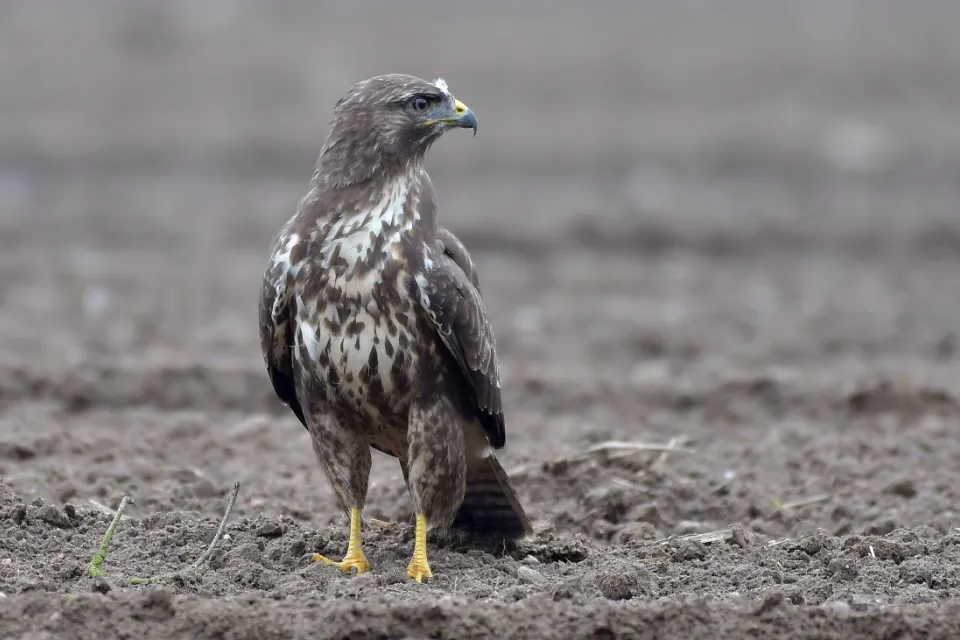 Buteo buteo