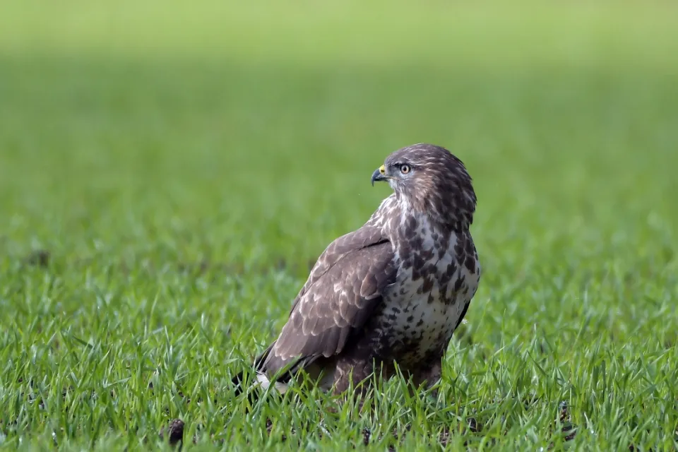 Buteo buteo