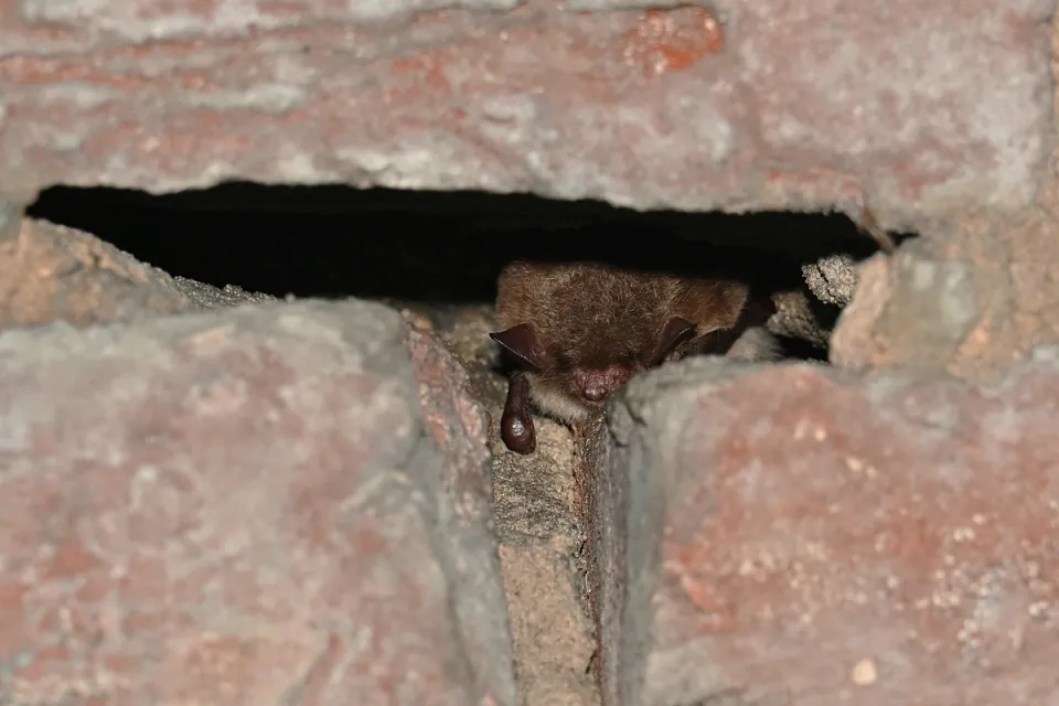 Nietoperz